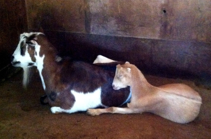 食肉工場で辛い状況にいたヤギの親子が救出され幸せを手に入れるまで