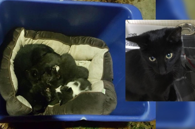 捨てられた子猫6匹を守っていた黒猫。母猫だと思っていたその猫に誰も予想していなかった事実が判明する