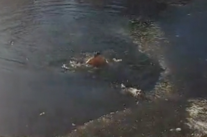 ロシアの凍った池に落ちた犬を救うため、危険を承知で救助に向かう勇敢な男性