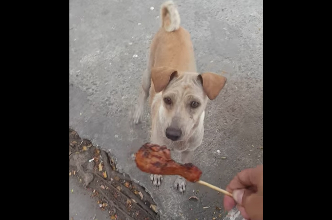 タイの屋台でお腹を空かせた野良犬にチキンをあげた男性。すると、その犬は食べることなく、ある行動をとる