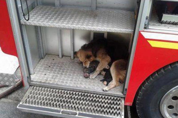 火災現場と消防車を何度も往復し5匹の子犬を救出した母犬。疲れて倒れこむその姿に消防士たちは涙