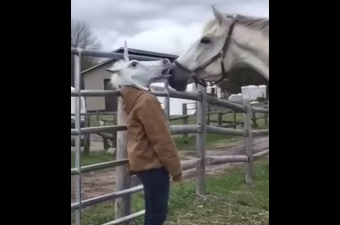 マスクをした調教師に心を許した白馬。そしてネタバラシの後に白馬がとった行動とは！