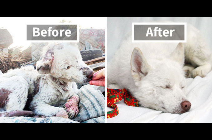 虐待などから保護され驚きの変化を遂げた犬たちのビフォー・アフター