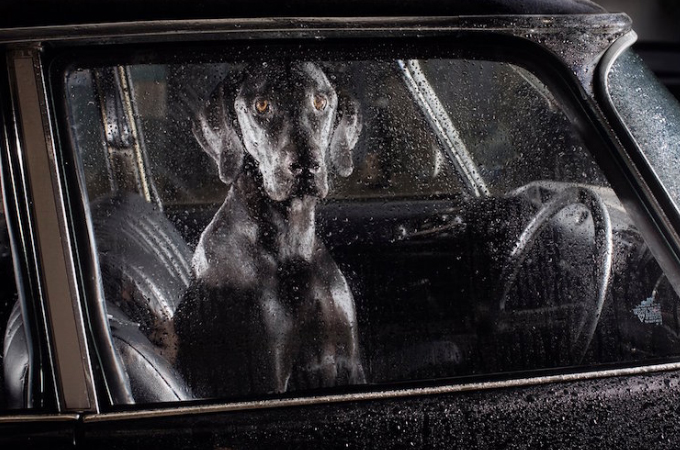 車内で待たされる犬たちの恐怖と不安感を写し出した写真(13枚)。