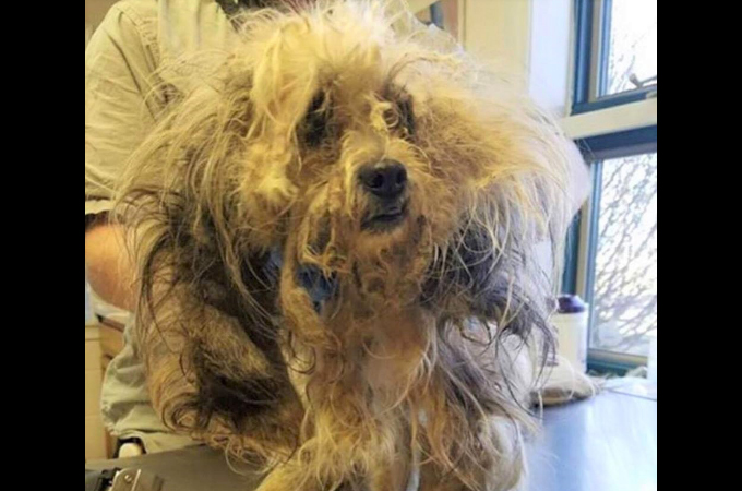 毛は伸びきり汚れた犬が発見され保護される。その後、シャンプーとトリミングによって変身を遂げた姿とは
