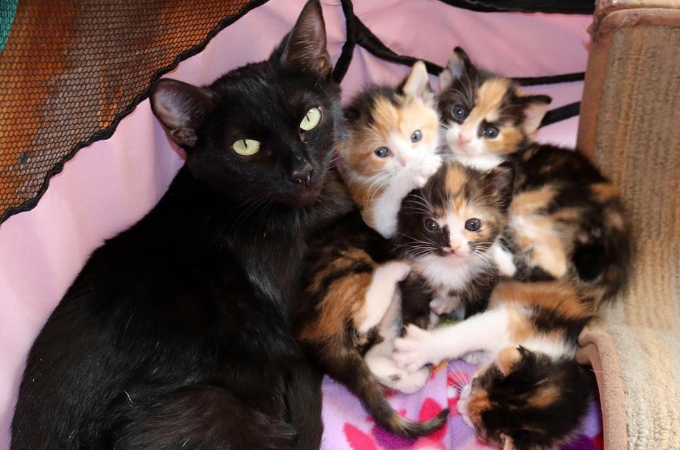 殺処分の前日に救われた母猫と子猫4匹。里親が大切という例になればと込められた願い