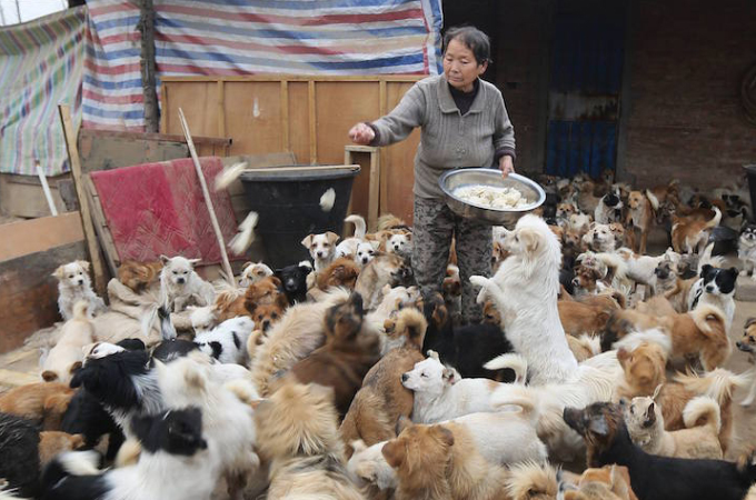 犬の魅力に惹かれ、毎日1300匹の保護犬のために400kgもの餌を用意する中国の女性たち。