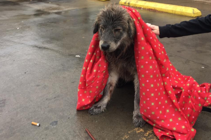 雨の中びしょ濡れで絶望の表情を浮かべていた犬。保護されて見せた大きな変化とは