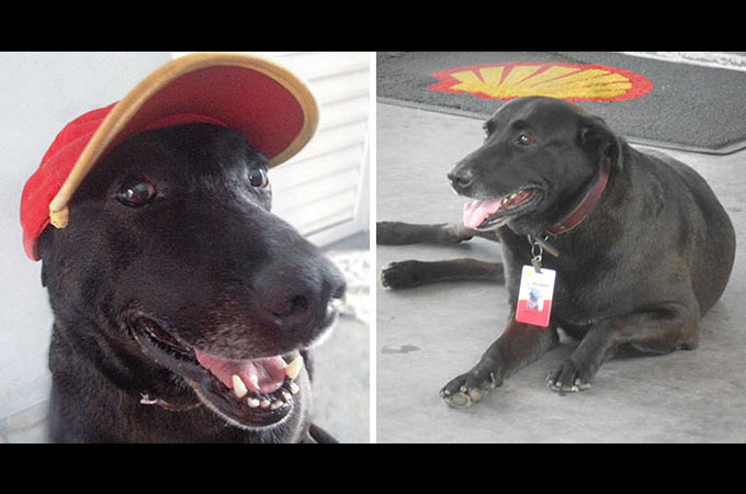 飼い主に捨てられホームレスとなった犬が地球上でもっとも可愛いガソリンスタンドの従業員になる