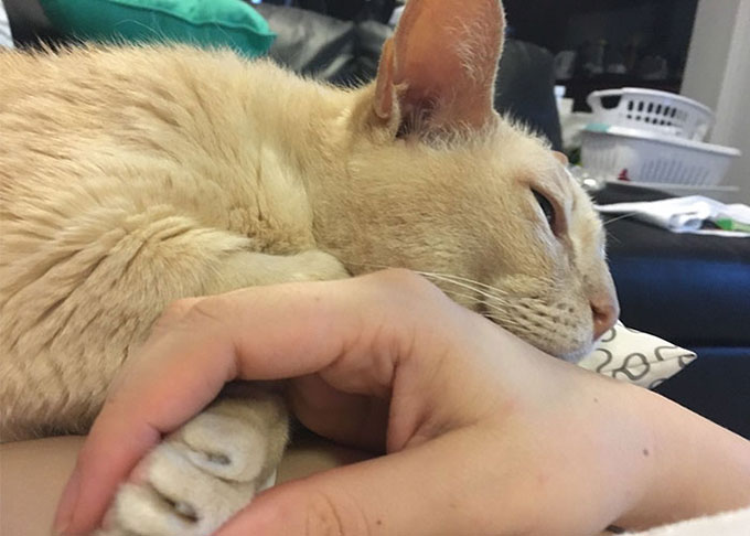 手をつないでいないと眠りにつけない、飼い主の事情で行き場を失った13歳のシニア猫「ジェイミー」