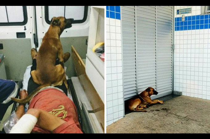 病気になり入院した飼い主さんの帰りを病院の前でおとなしく待つ忠実な犬