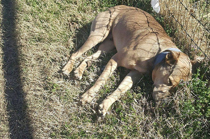 「犬捨て公園」に捨てられ死亡したと思われた1匹の犬が奇跡的に一命をとりとめる