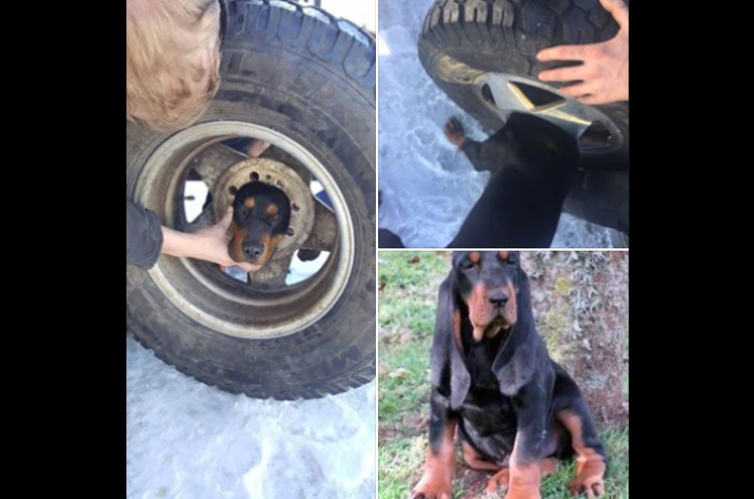 いたずら好きの子犬が飼い主さんの留守中に、タイヤにはまってしまい、その後レスキュー隊によって救助される