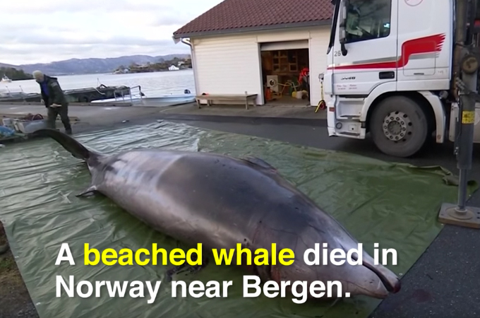 絶滅の危機に瀕しているクジラが海岸に打ち上げられているのを発見。解剖した結果、胃袋から大量のビニール袋が