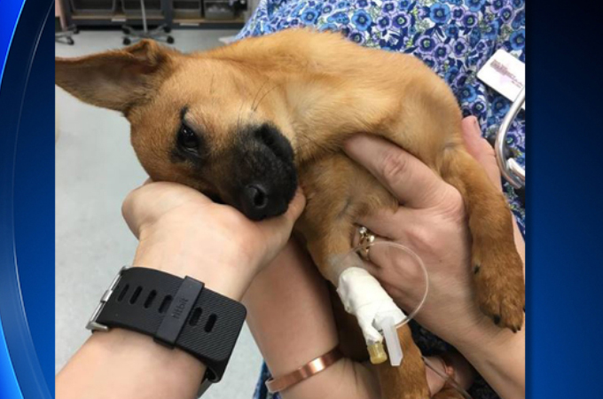 飼い主が所持していたヘロインを誤って摂取してしまった子犬。発見後にはすでに昏睡状態に陥り命の危険な状態に