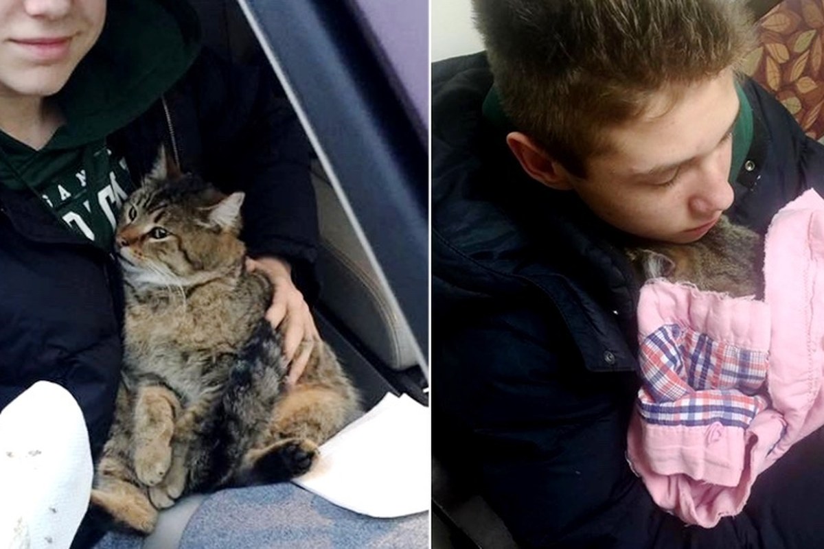 高速道路から投げ出された猫を見ていた少年とその母親。パニックになっている猫を救うため行動を起こす