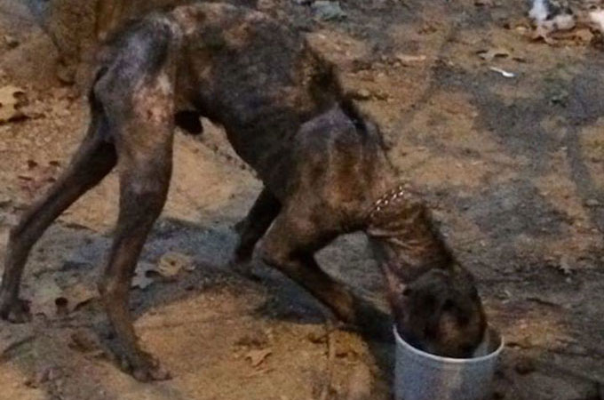 生まれてから4年間、木につながれ十分な食べ物と水を与えられずに衰弱した犬
