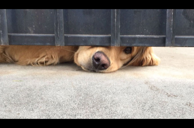 門の下から鼻をのぞかせ学校帰りのガールフレンドを待ち続ける犬