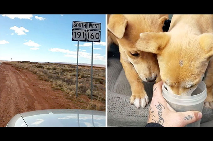 砂漠の真ん中に投げ出された2匹の子犬が車で旅をしていた兄弟によって救われる