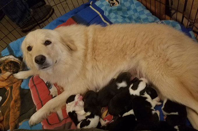 火事で7匹の我が子を失い心を閉ざした母犬を救ったのは出産直後に母親を亡くした8匹の子犬たち