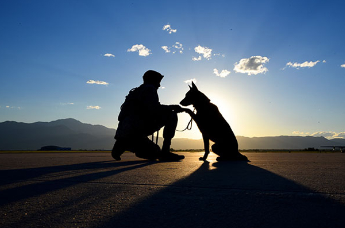 軍用犬や警察犬として、相棒と共に厳しい訓練を受ける犬たちの日常の写真20枚