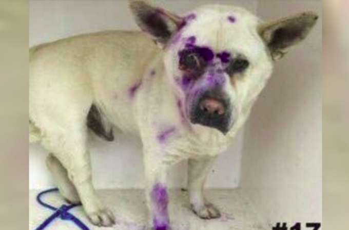 ぺイントボールガンで顔面を集中的に狙われ、酷い虐待を受けた犬が発見され保護される。