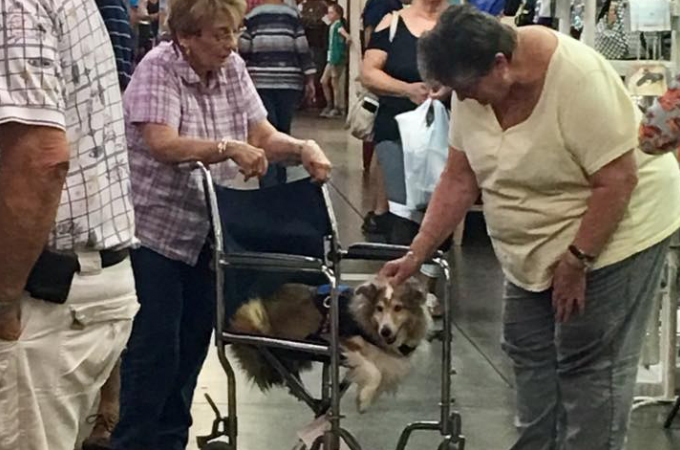フリーマーケットで注目を集めたおばあさんと老犬。おばあさんの愛犬を想う気持ちに心打たれる