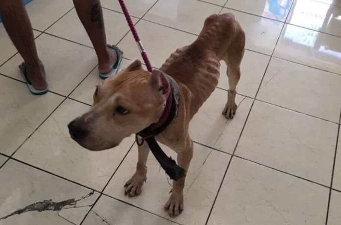 病気にかかり動物病院へ運ばれた犬。そのまま飼い主に捨てられた挙句、獣医にも見捨てられてしまう。