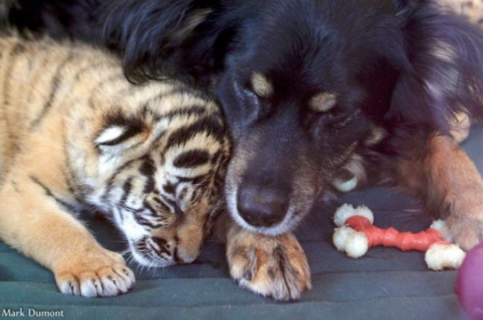 育児放棄されたトラの赤ちゃんの母親代わりになった犬。なんとトラだけではなく、様々な動物の母代わりに