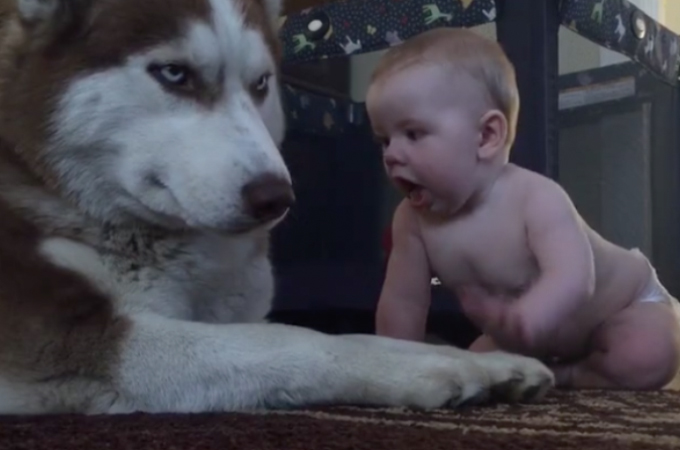 強面なハスキー犬にハイハイで近づく赤ちゃん。すると、その凛々しい表情からは想像できない行動をとる