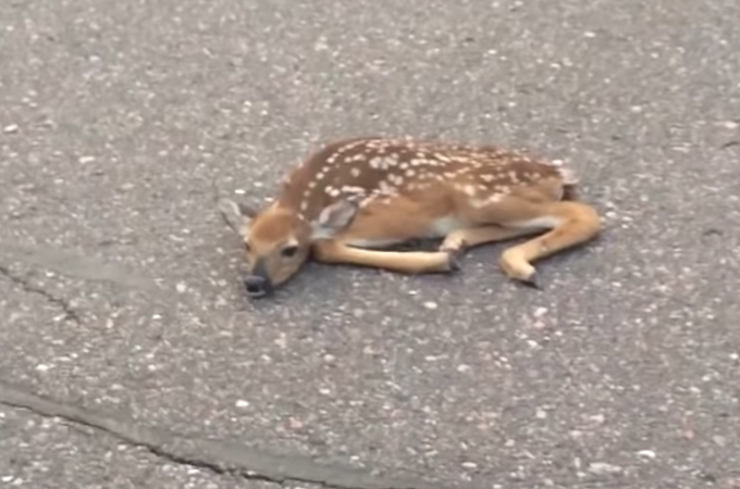 道路の真ん中でぺったんこの子鹿を発見。車に轢かれたのかと思い移動させようした瞬間、驚く出来事が！