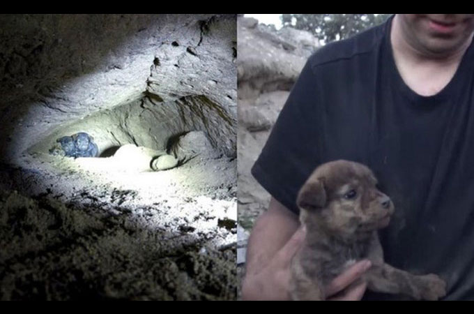 狭い洞窟の中でホームレス犬が出産　9匹の子犬たちを救い出すまで