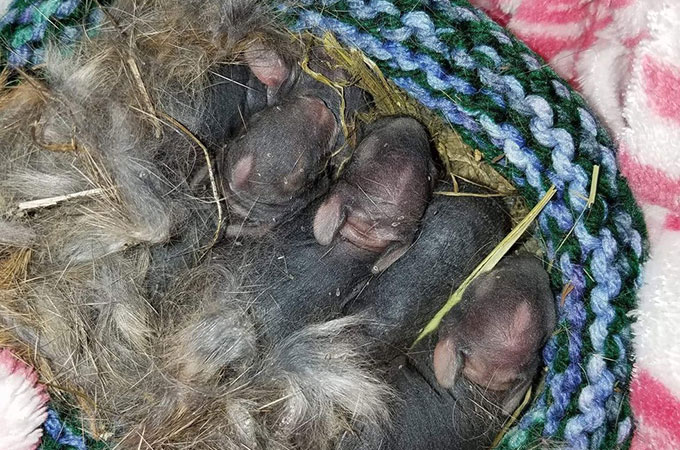 母親を亡くし取り残されたへそのおがついた6羽の赤ちゃんウサギの運命は？
