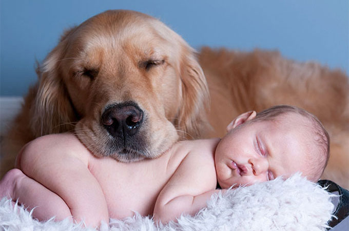 犬が枕よりも快適な睡眠のために優れていることが証明される