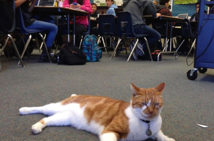 学校の生徒たちと同じように授業を受け、学生証まで持っている猫！その高校生活を満喫する猫の日常とは！