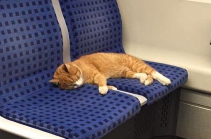 バスに珍しい乗客が！2席を堂々と使い昼寝する猫がSNSの拡散によって無事に飼い主の元へ！