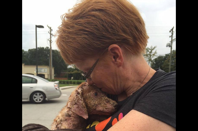 トラックの荷台から放り投げられた酷い皮膚病を患った子犬。ひとりの女性の優しさの包まれ、少しずつ回復する