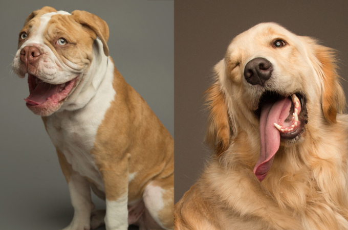 【画像】言葉は話せないけど表情や仕草で伝わる！犬たちの様々な表情の写真17枚！