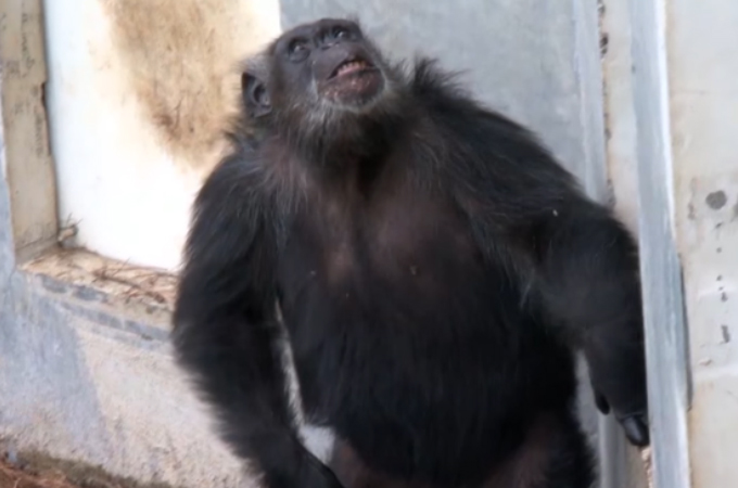 研究所のラボで50年以上も実験動物として狭い空間で閉じ込められていたチンパンジーたちが、初めて空と見る時。