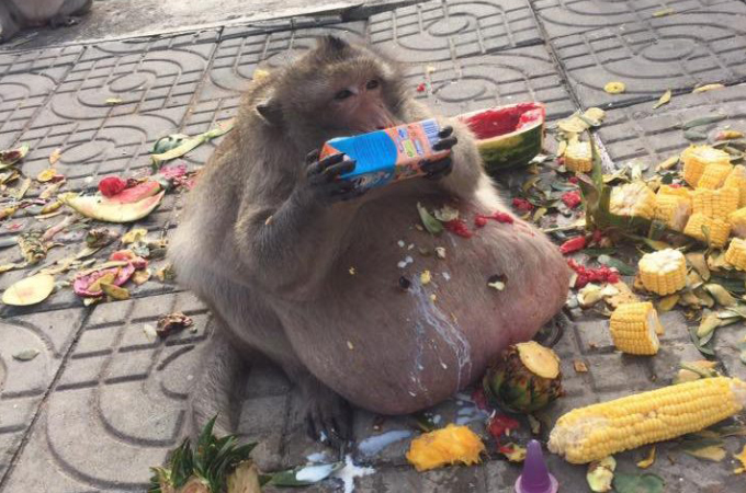 タイのバンコクにいる、あまりにも肥大した猿。観光客から食料をもらい食べ続けた結果、目を覆いたくなるような姿に。