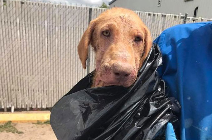 重度の皮膚病を患い黒いゴミ袋に包まれ飼い主に捨てられた犬