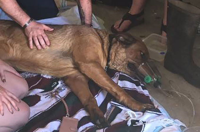 火災に巻き込まれ心肺停止となった犬を命がけで炎の中から救った消防士