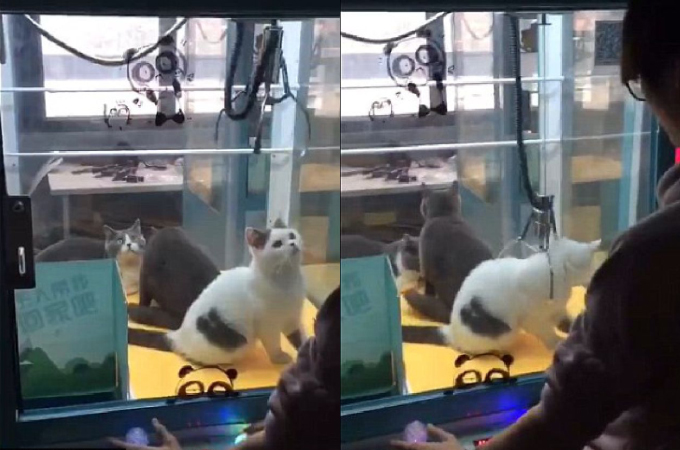 生きたままUFOキャッチャーに入れられおもちゃのように遊ばれる猫3匹。中国で撮影されたこの動画に非難殺到