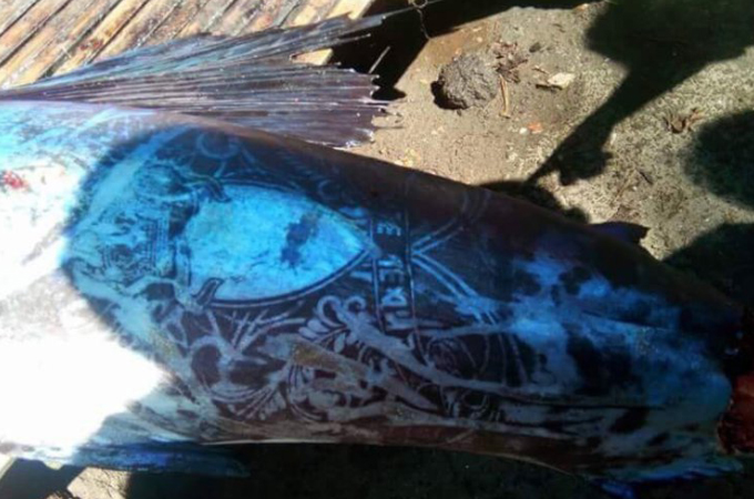 フィリピンの海で発見された全身にタトゥーの入った魚。不思議な光景に現場は困惑。そして、その原因とは？