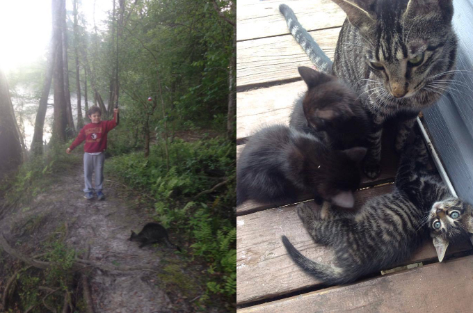 キャンプを楽しむ親子と偶然出会った猫。ご飯を与えると信頼したのか、子猫を紹介しそのまま家族へ。
