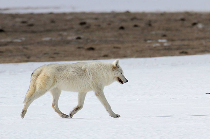 国立公園に住んでいた「女王」と呼ばれた白いオオカミが何者かによって撃たれる。