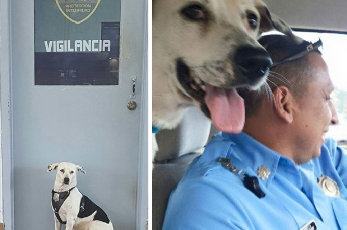 飼い主からの虐待を受けひとり彷徨っていた犬が、警察署に迷い込み、その後、安心で安全な場所を手に入れる