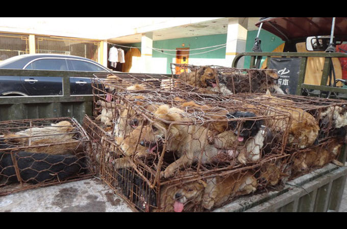 禁止されたはずの楡林犬肉祭での犬肉販売！いまも殺され続ける罪のない犬たち