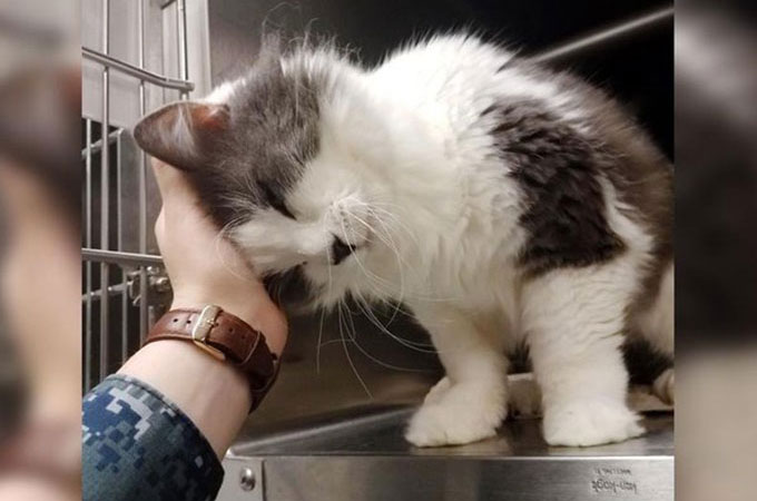 病気を患う老齢の10歳になるシェルター猫は手を差し伸べ愛を振りまく