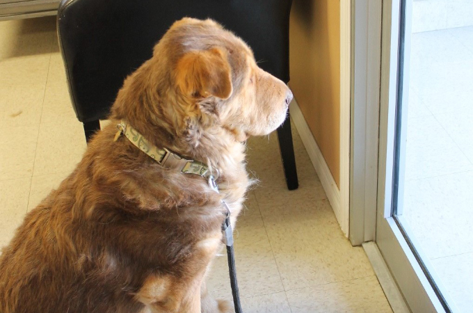 飼い主に捨てられた犬がドアを見つめ待ち続ける姿に多くの人が胸を打たれる。